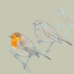 Workshop Bird Sketching