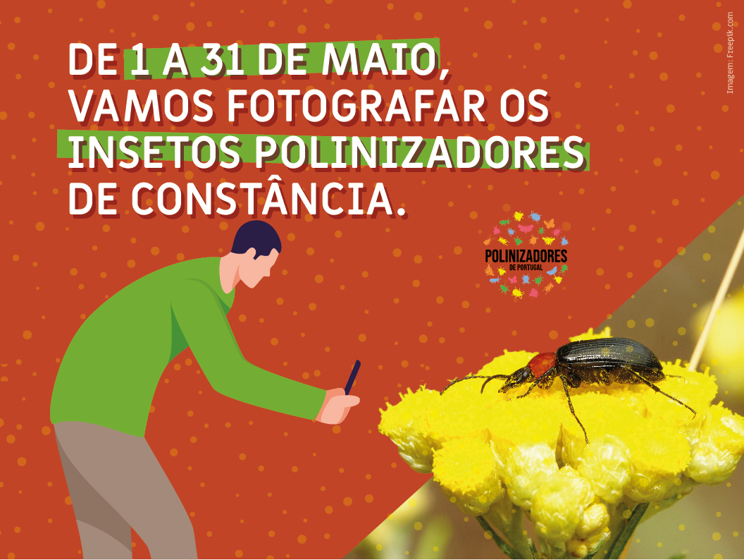 Img Site Vamos Fotografar Polinizadores Constancia