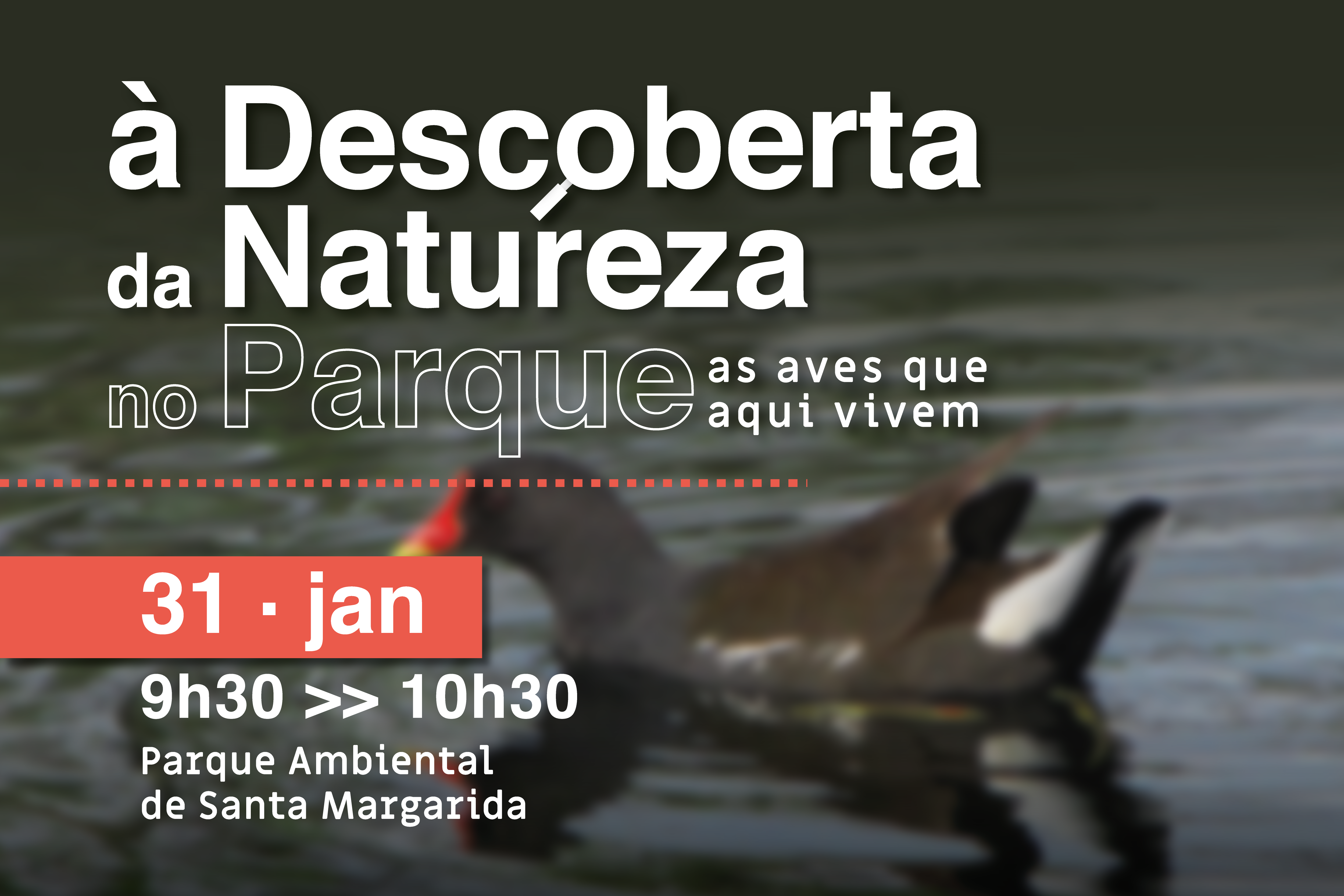 «À Descoberta da natureza no Parque – As aves que aqui vivem»  inscreva-se! a atividade é já no dia 31 de janeiro